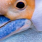 Pelikan Auge