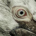 Pelikan-Auge