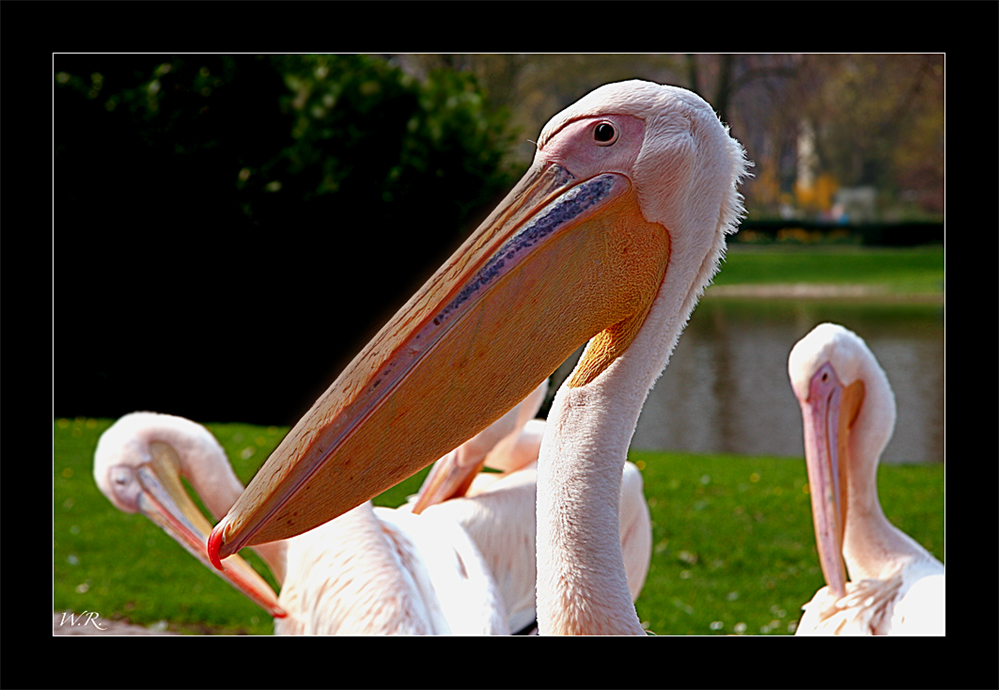 Pelikan aus dem Karlsruher ZOO....