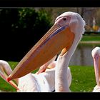 Pelikan aus dem Karlsruher ZOO....