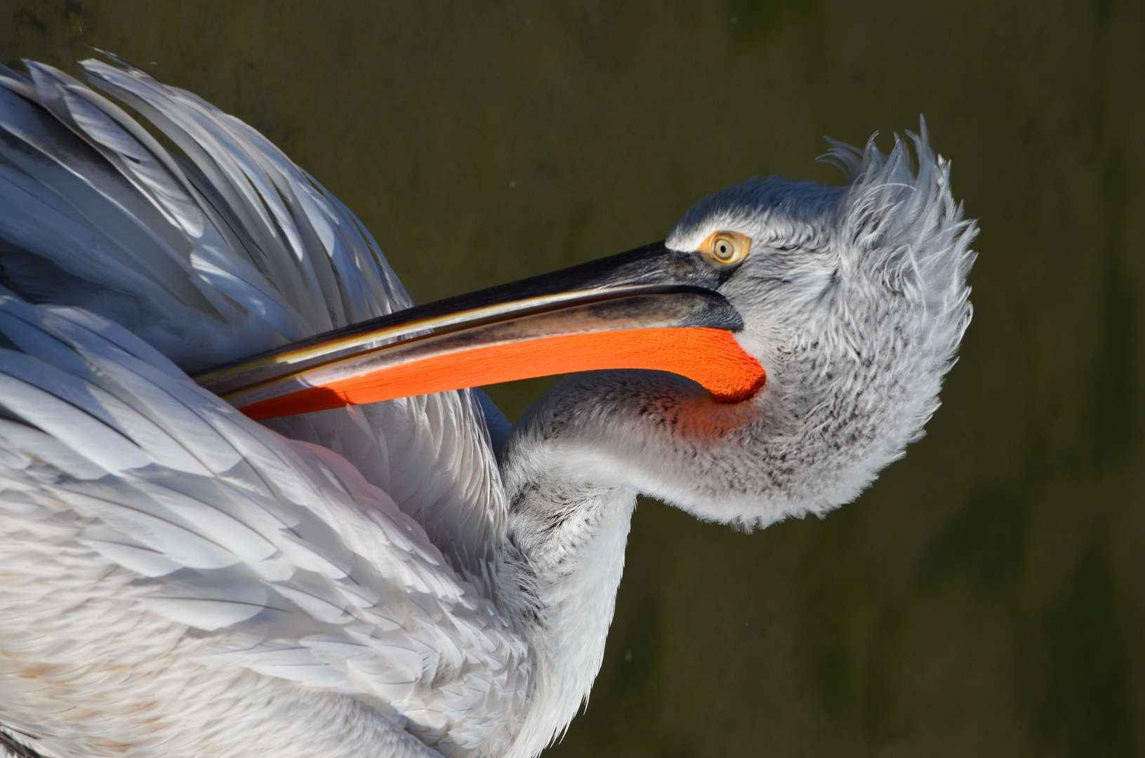 Pelikan bei der Gefiederreinigung