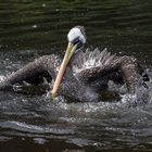 Pelikan bei der Gefiederwäsche