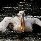 Pelikan bei der Landung