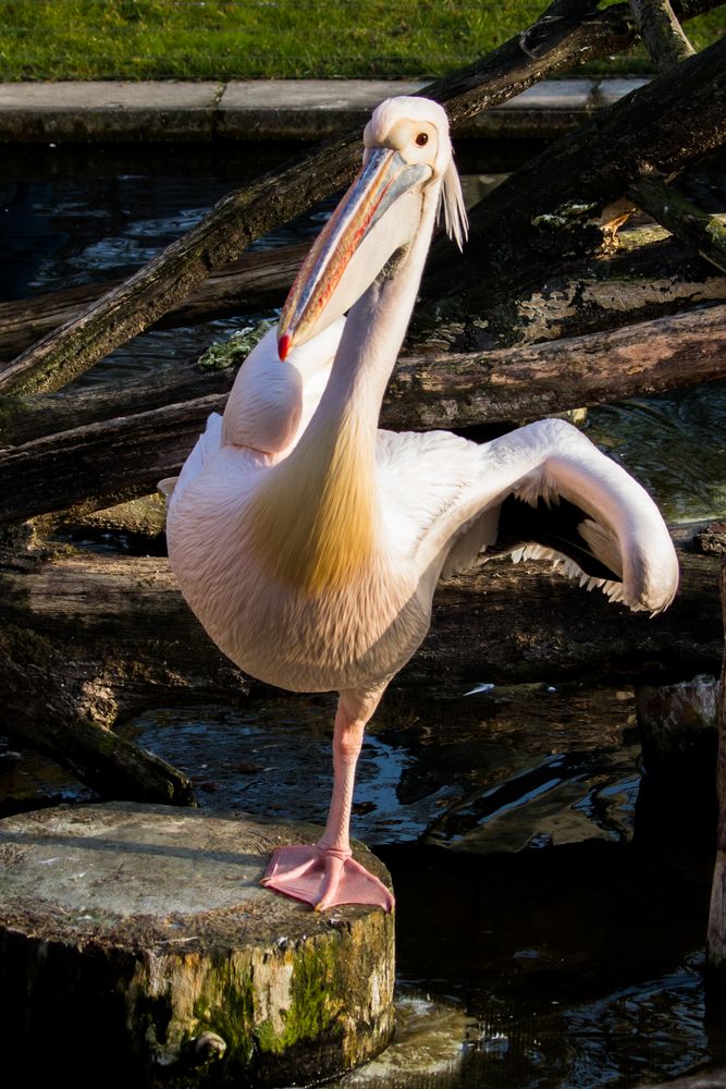 Pelikan bei der morgentlichen Gymnastik - Hoch das Bein 2