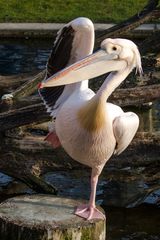 Pelikan bei der morgentlichen Gymnastik - Hoch das Bein