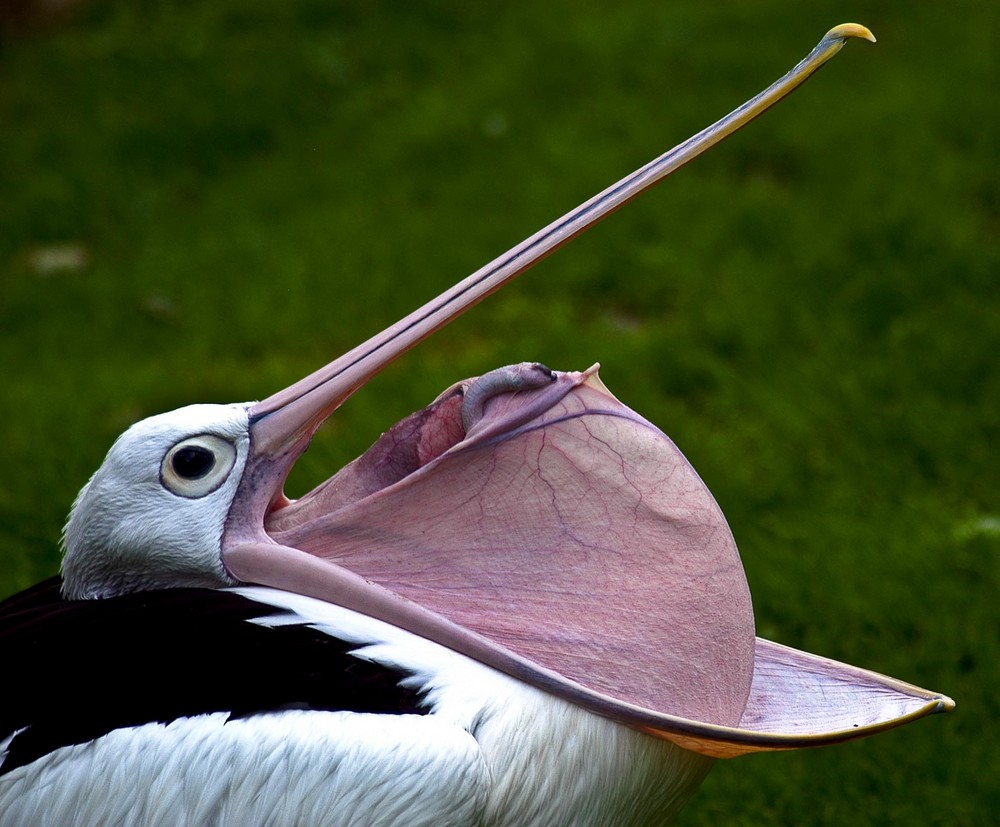 Pelikan bei der Nahrungsaufnahme