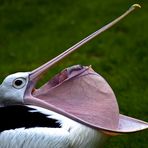 Pelikan bei der Nahrungsaufnahme