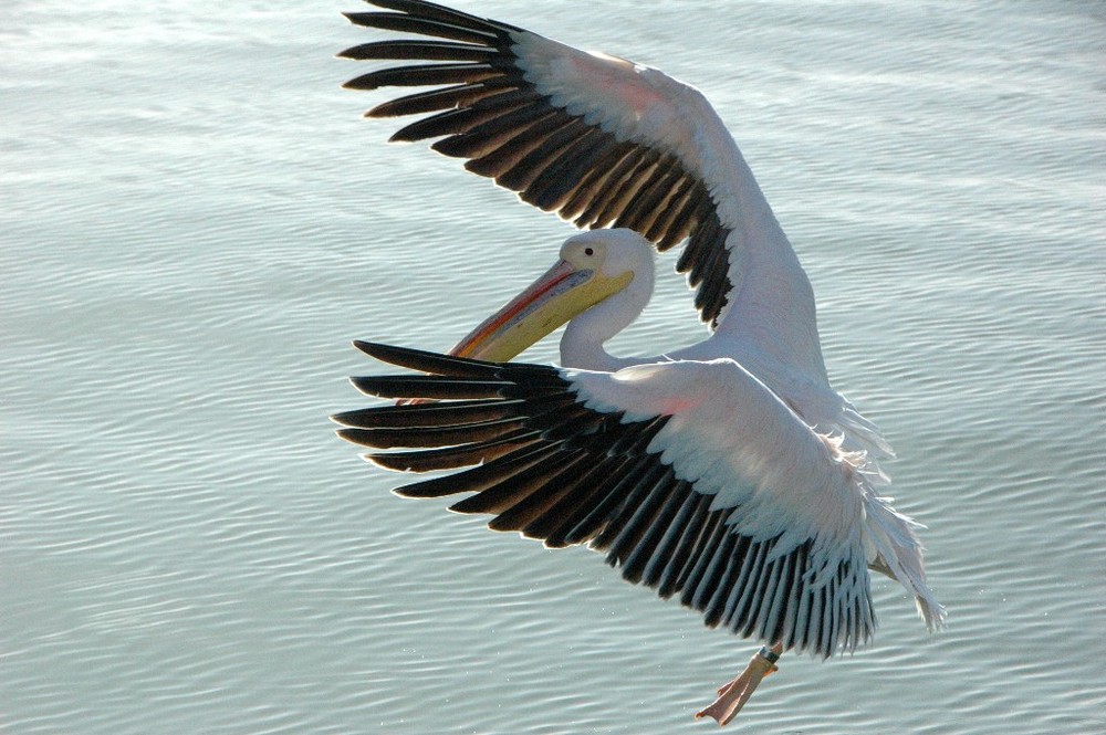 Pelikan bei Landung !