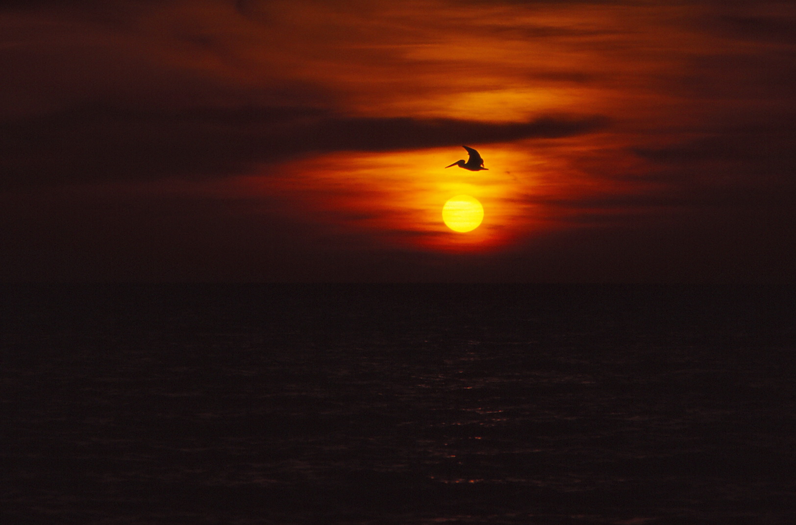 Pelikan bei Sonnenuntergang