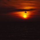 Pelikan bei Sonnenuntergang