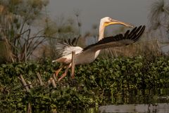 Pelikan beim Abflug