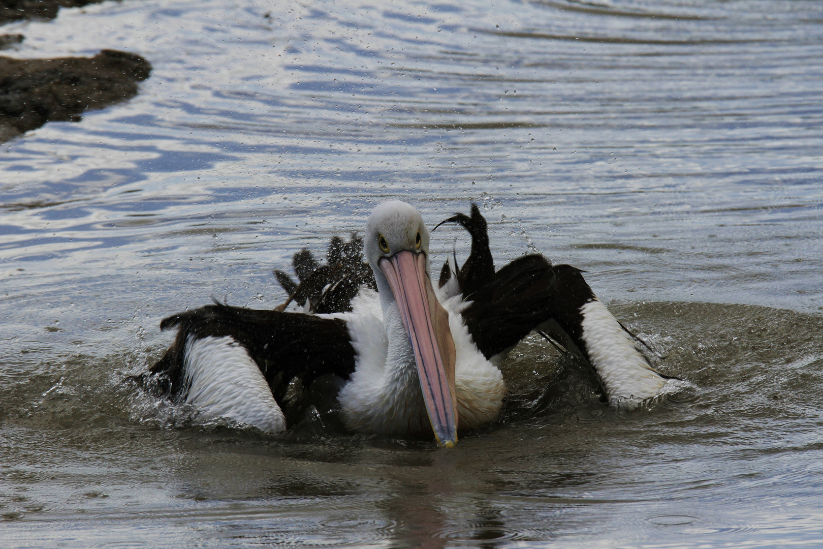 Pelikan beim baden