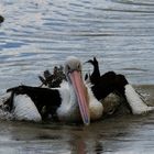 Pelikan beim baden