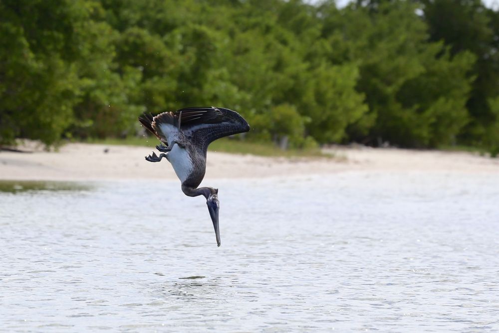 Pelikan beim Fischfang