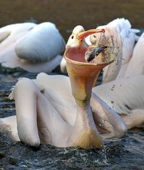 Pelikan beim fressen
