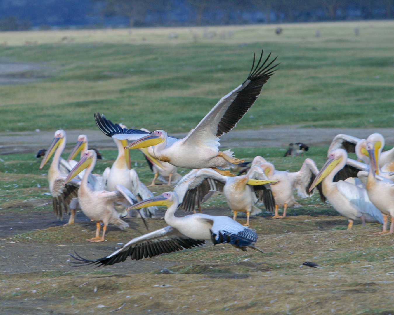 Pelikan beim Landeanflug