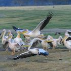 Pelikan beim Landeanflug