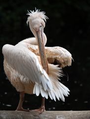 Pelikan beim Morgenputz