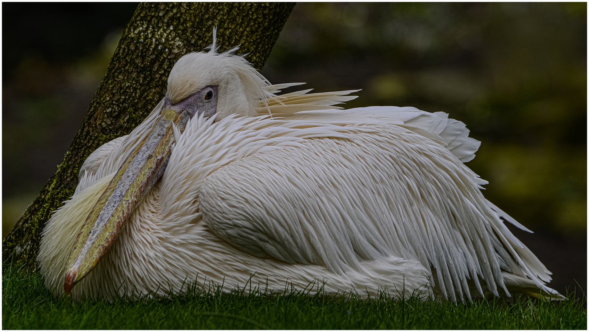 Pelikan beim pausieren !