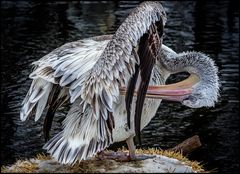 Pelikan beim Reinigen des Gefieders