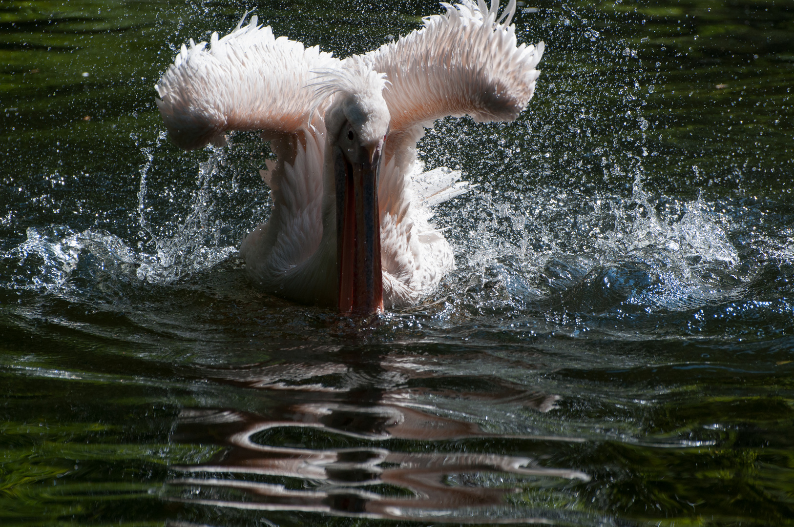 Pelikan beim Startversuch