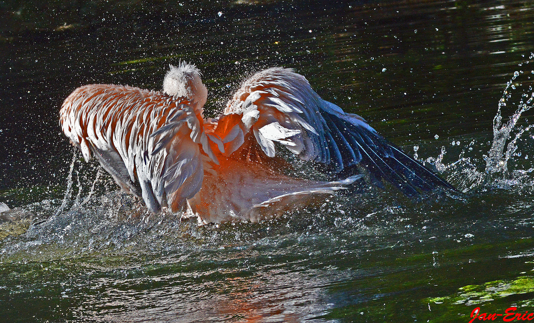 Pelikan beim waschen.