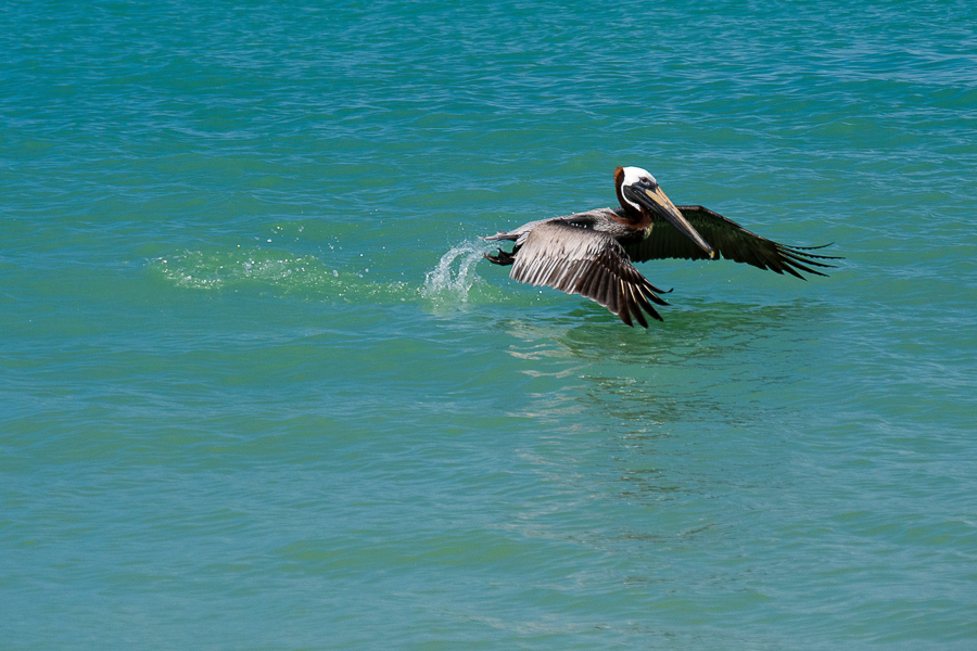 Pelikan beim Wasserstart