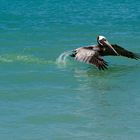 Pelikan beim Wasserstart
