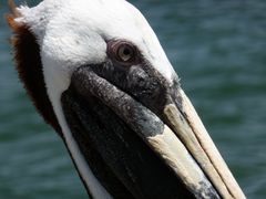 Pelikan, Bradenton Beach, Florida