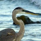 Pelikan Braun - Pelikan, Pelecanus occidentalis, wild