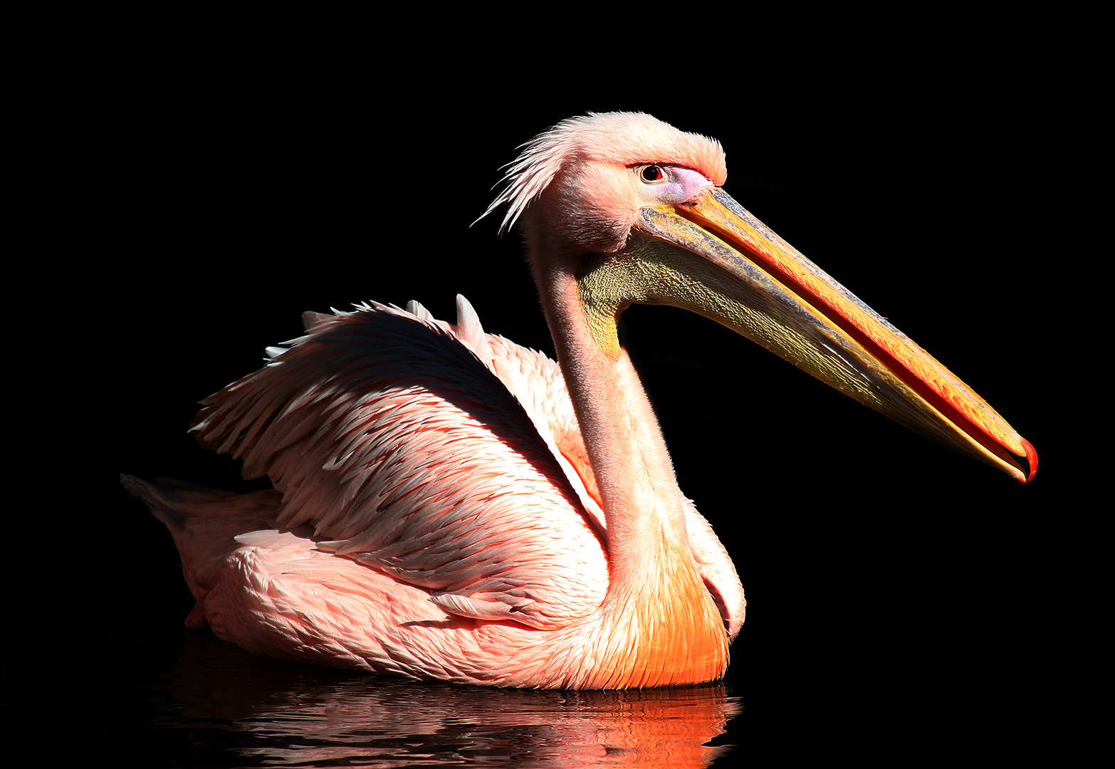 Pelikan
