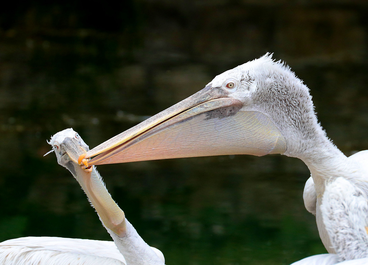 Pelikan Foto & Bild | tiere, pelikan, natur Bilder auf fotocommunity