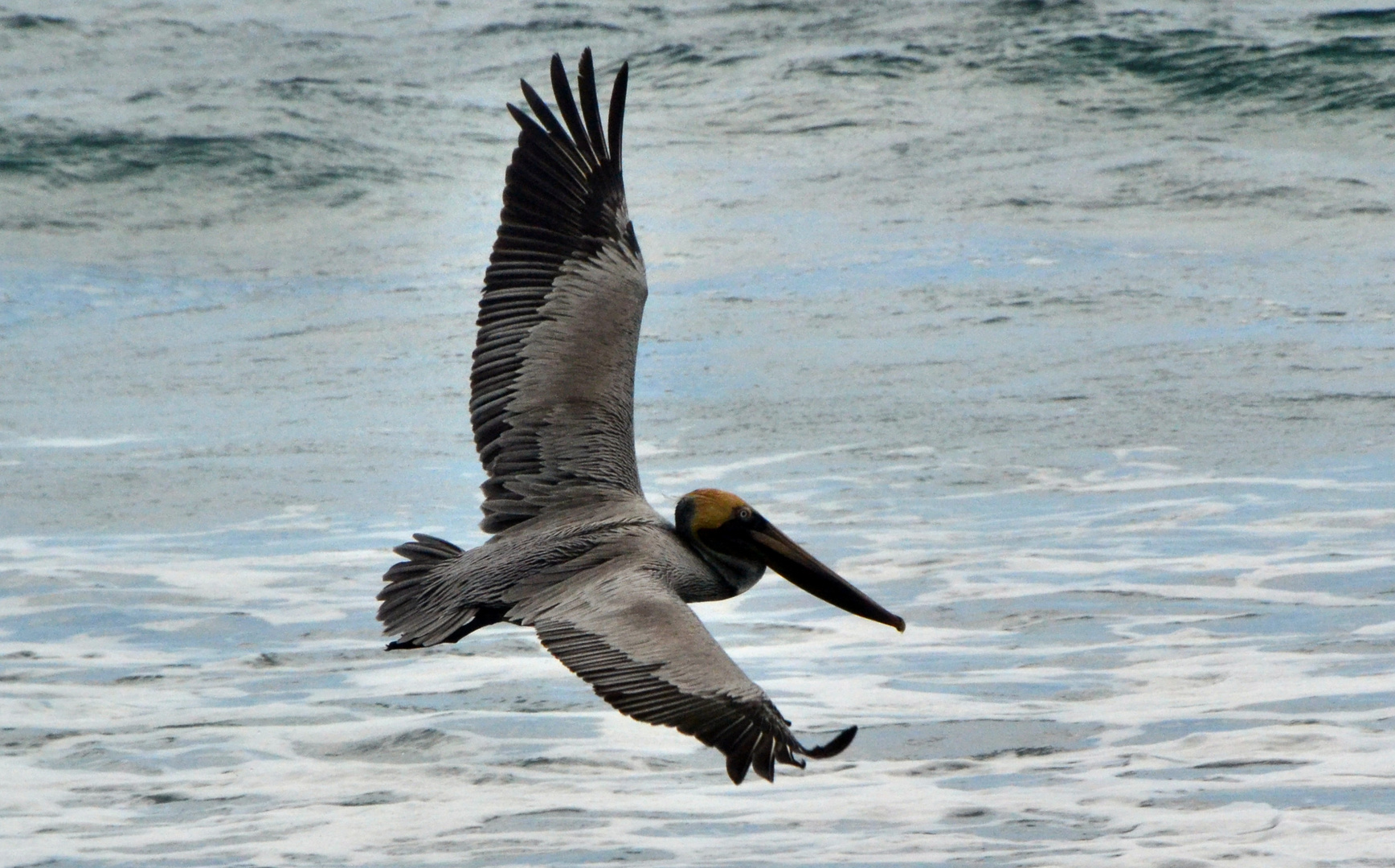 Pelikan Corcovado 2