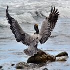 Pelikan Corcovado 3