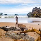 Pelikan Costa Rica