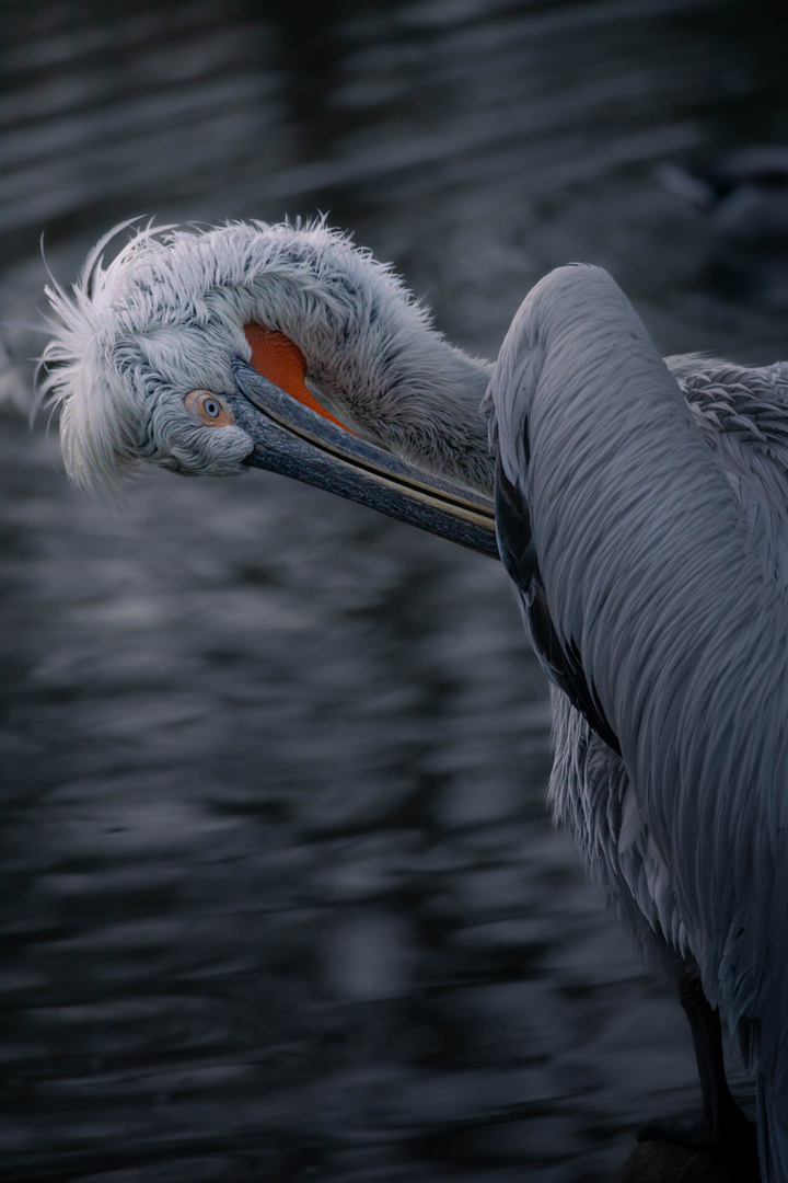 pelikan Foto & Bild | tiere, wildlife, wild lebende vögel Bilder auf ...