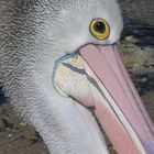 Pelikan denkt nach...