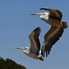 Pelikan-Duett im Flug