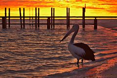 Pelikan erwartet Sonnenaufgang
