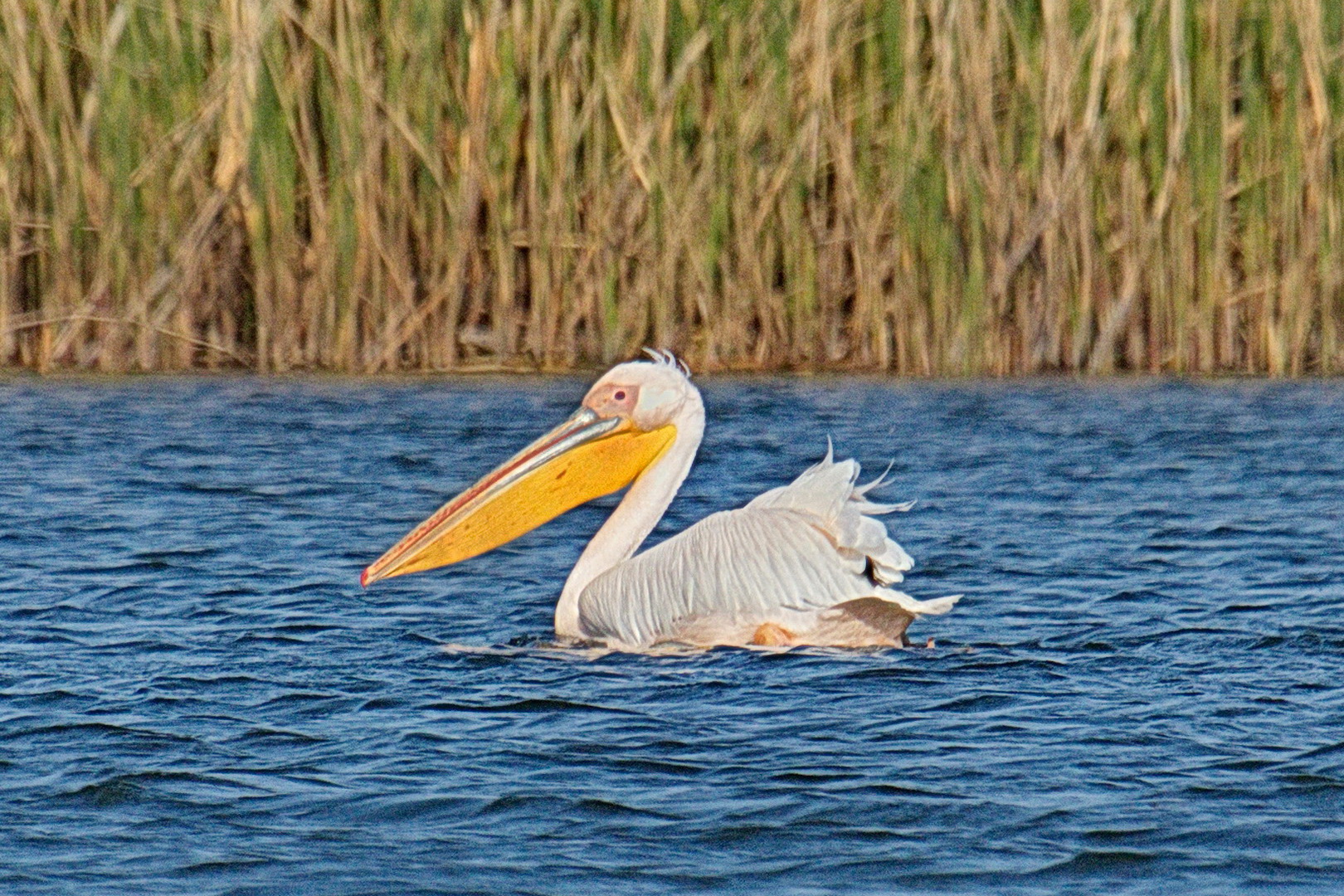 Pelikan Foto Bild tiere wildlife wild lebende v gel Pelikan Foto Bild tiere wildlife wild lebende v gel