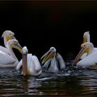 Pelikan Familie 