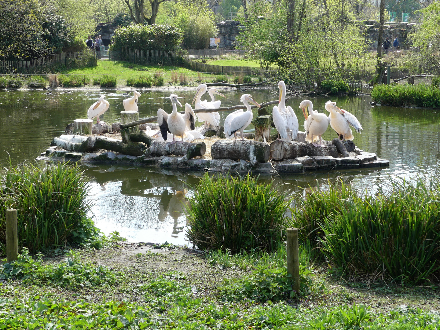 Pelikan-Familie im Kölner Zoo ...