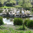 Pelikan-Familie im Kölner Zoo ...