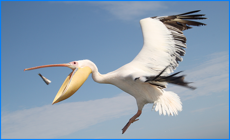pelikan-fisch-ca-12-col-ueber-29-000-klicks-7d03d609-7830-46d2-94c1-d904839ab57a.jpg