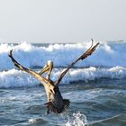 Pelikan fischt in den Wellen