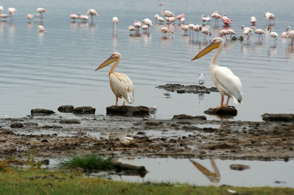 Pelikan Flamingos