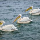 Pelikan-Flottille