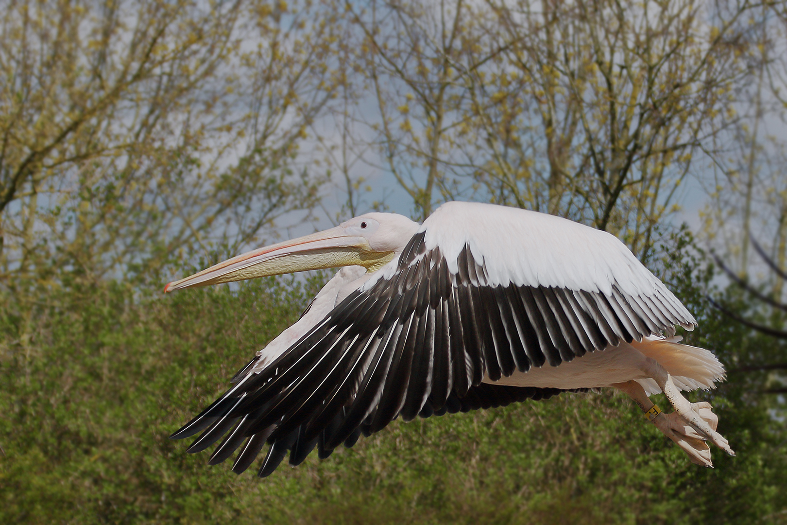 Pelikan Flugschau