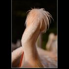 Pelikan Fraggle