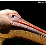 Pelikan Gesicht